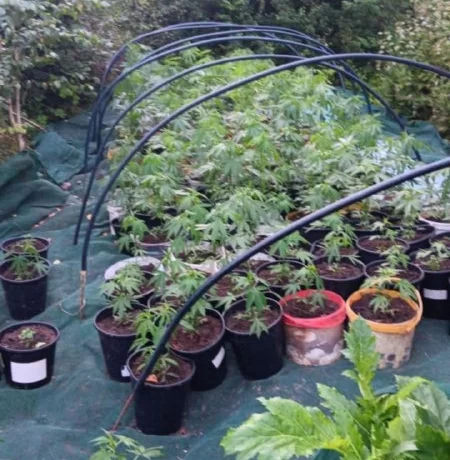 ❗️ - В Салдусском крае полиция обнаружила более 300 кустов марихуаны 📌 В конце июля в Салдусском кра