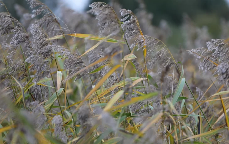 Погода в Латвии: дожди и туман в начале ноября Погода в Латвии: дожди и туман в начале ноября